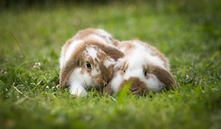 Titelbild mit 2 Kaninchen  der Tierarztpraxis Dr. Dagmar Brunner in Bechhofen