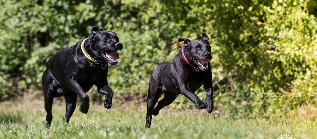 Die beiden Labrador Retriever Franzi und Cooper von Tierärztin Dr. Dagmar Brunner laufen um die Wette