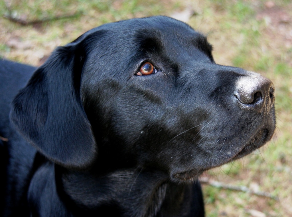 Labrador Retriever erfolgreich durch Goldakupunktur geheilt